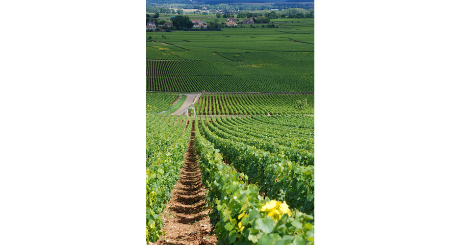 Vignoble de Montrachet